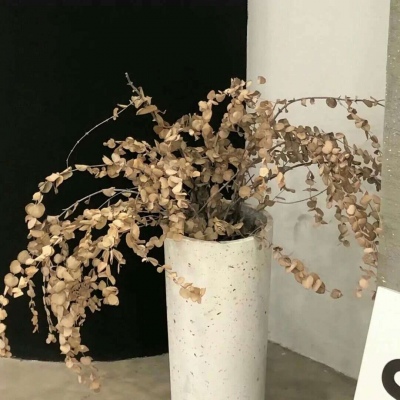 兽设背景故事创作兽圈群